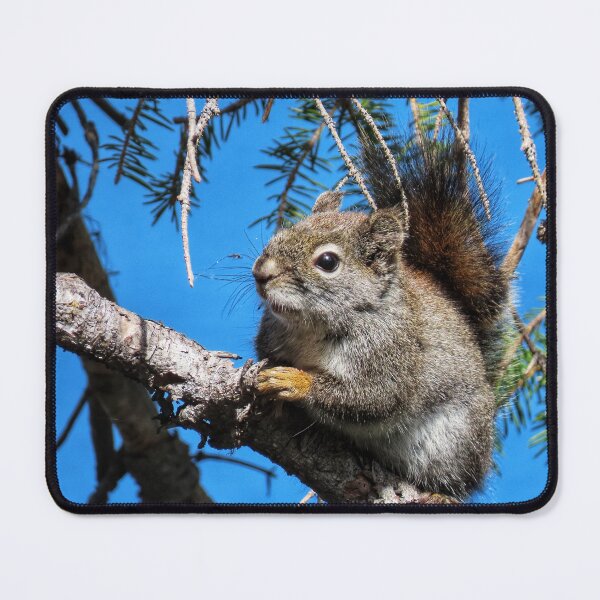 Item preview, Douglas Squirrel is watching designed and sold by DigitalGen.