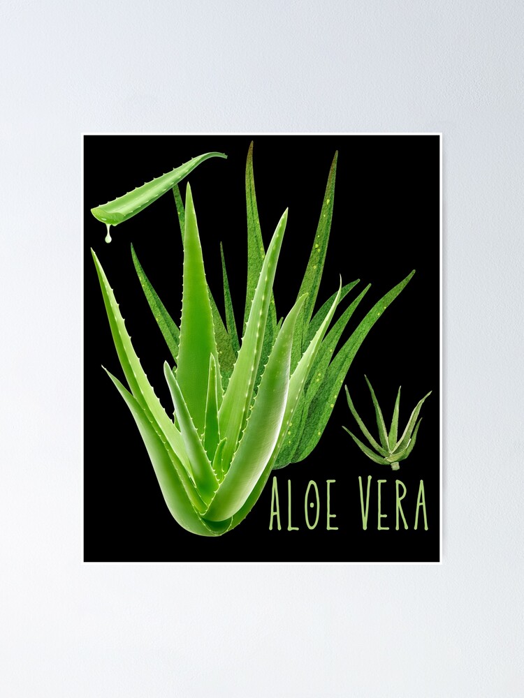 Home Plant Monstera Cactus Aloe Vera Coloring Set Kids Adult