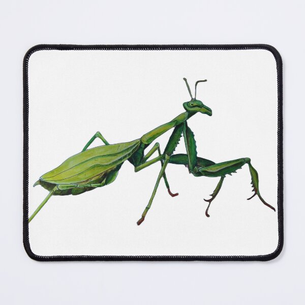 Item preview,  Preying mantis white background  designed and sold by dawnduthie.