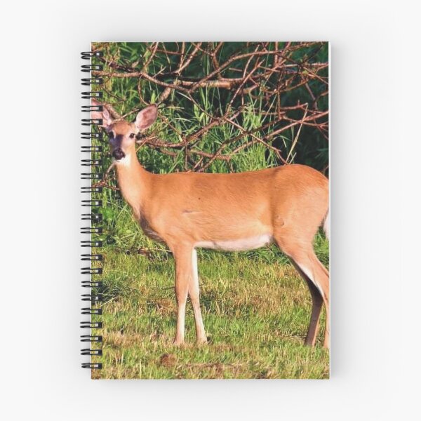 Item preview, Doe designed and sold by BellsPainting.