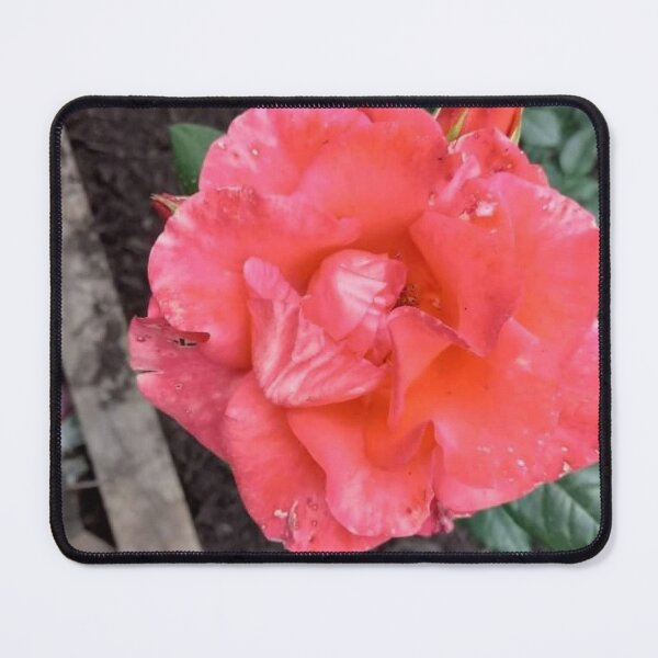 Item preview, Hybrid Tea Rose designed and sold by BellsPainting.