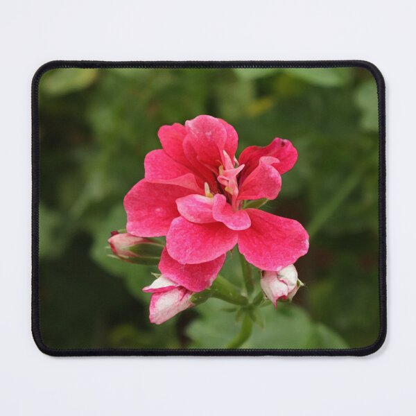 Item preview, Geranium Flower Digital Photo designed and sold by SarahSison.