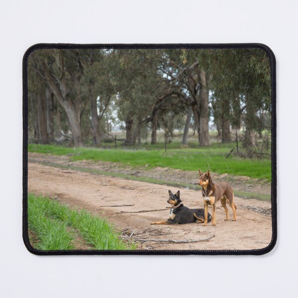 Item preview, Two Young Kelpie's ....... designed and sold by mitpjenkeating.
