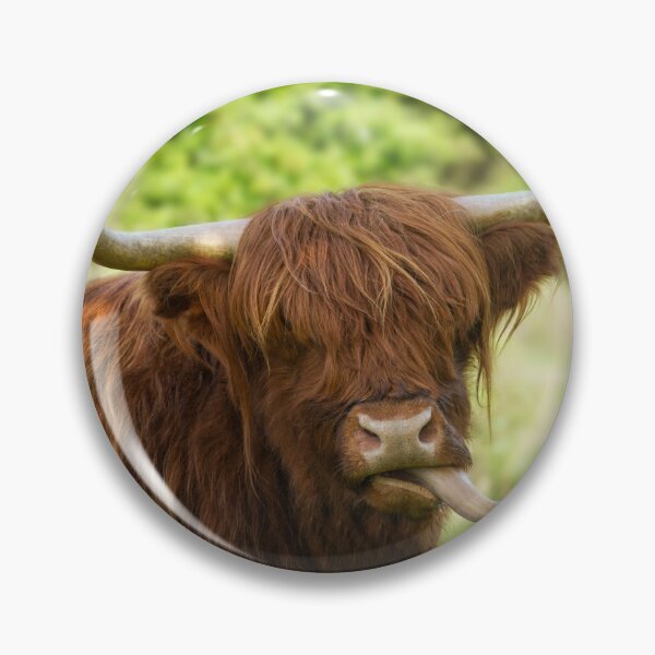 Item preview, Highland Cow Sticking Out His Tongue designed and sold by rawshutterbug.
