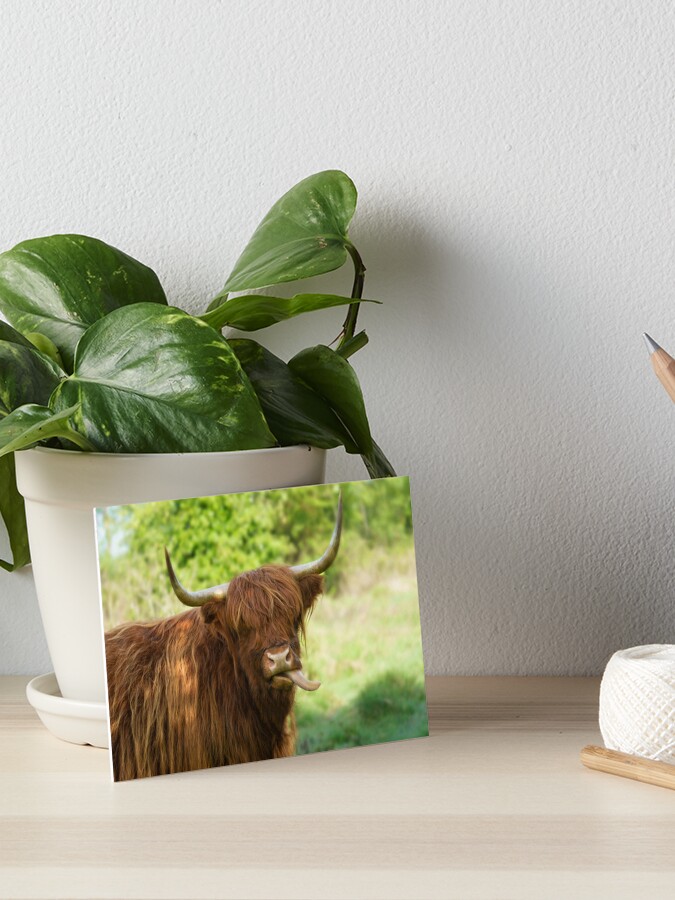 Highland Cow Wrapping Paper by rawshutterbug