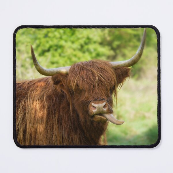 Item preview, Highland Cow Sticking Out His Tongue designed and sold by rawshutterbug.