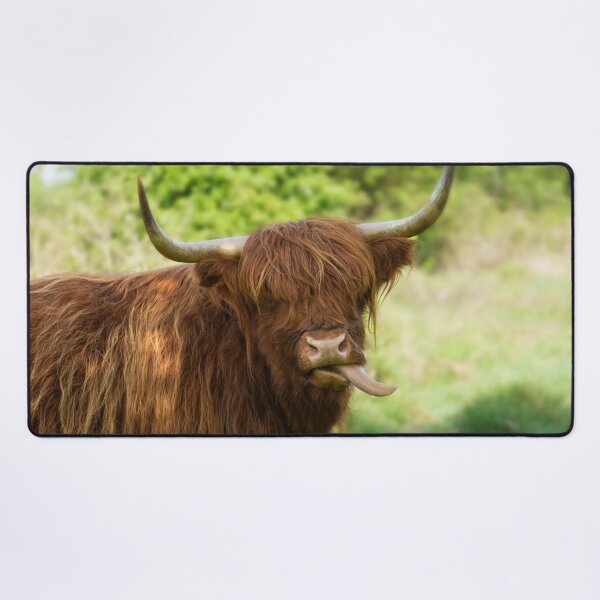 Item preview, Highland Cow Sticking Out His Tongue designed and sold by rawshutterbug.