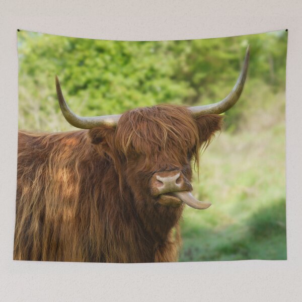 Item preview, Highland Cow Sticking Out His Tongue designed and sold by rawshutterbug.