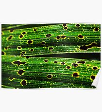 Green & Yellow Poster