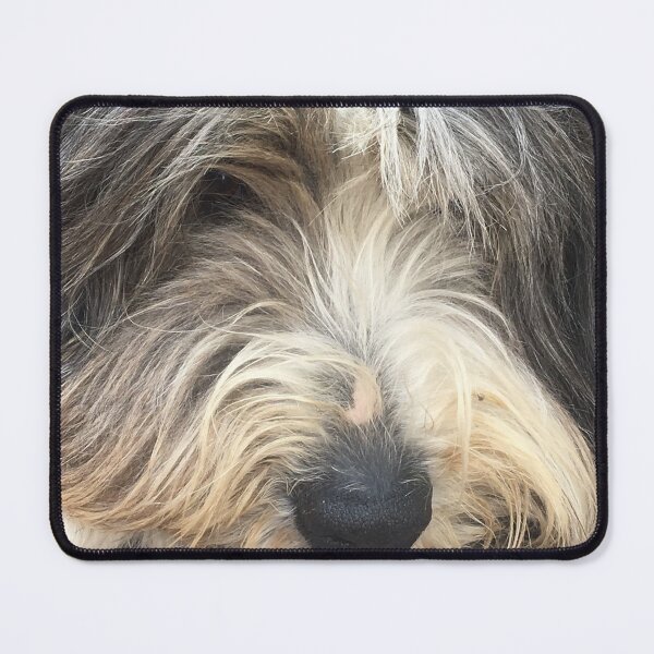 Item preview, Bearded Collie Nap Time - Always got one eye open just in case! designed and sold by Bucklandcrafts.