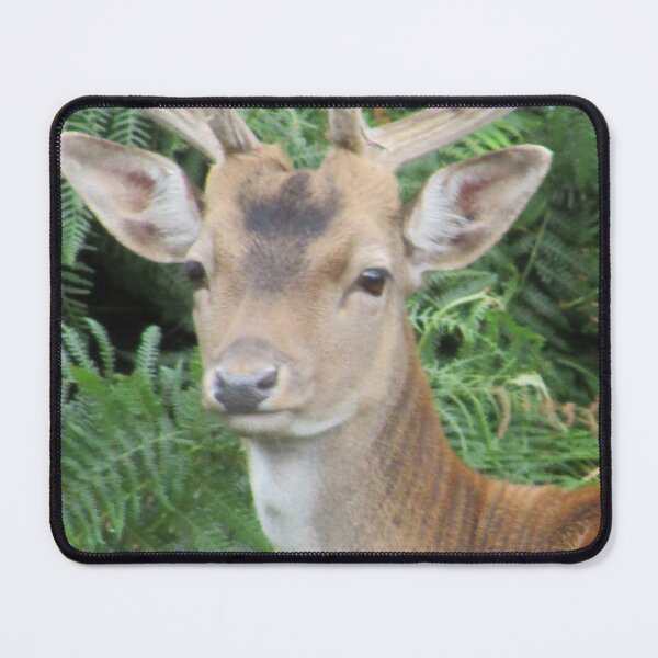 Item preview, Young Stag Photograph in Cannock Chase designed and sold by Paulele.
