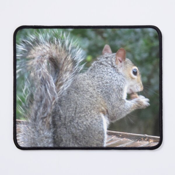Item preview, Squirrel Photograph from Cannock Chase designed and sold by Paulele.