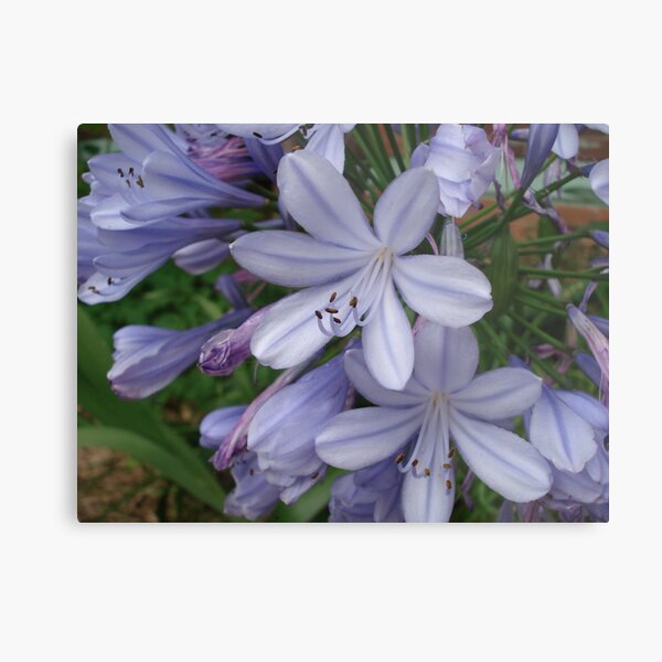 magic blue flowers 2 Metal Print