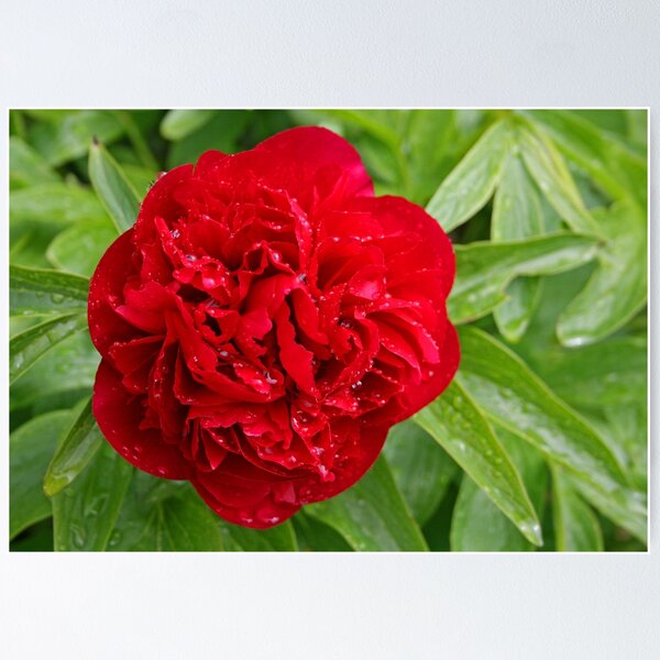 Item preview, Red Peony designed and sold by RedHillDigital.