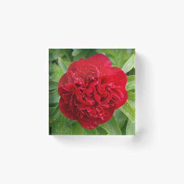 Item preview, Red Peony designed and sold by RedHillDigital.
