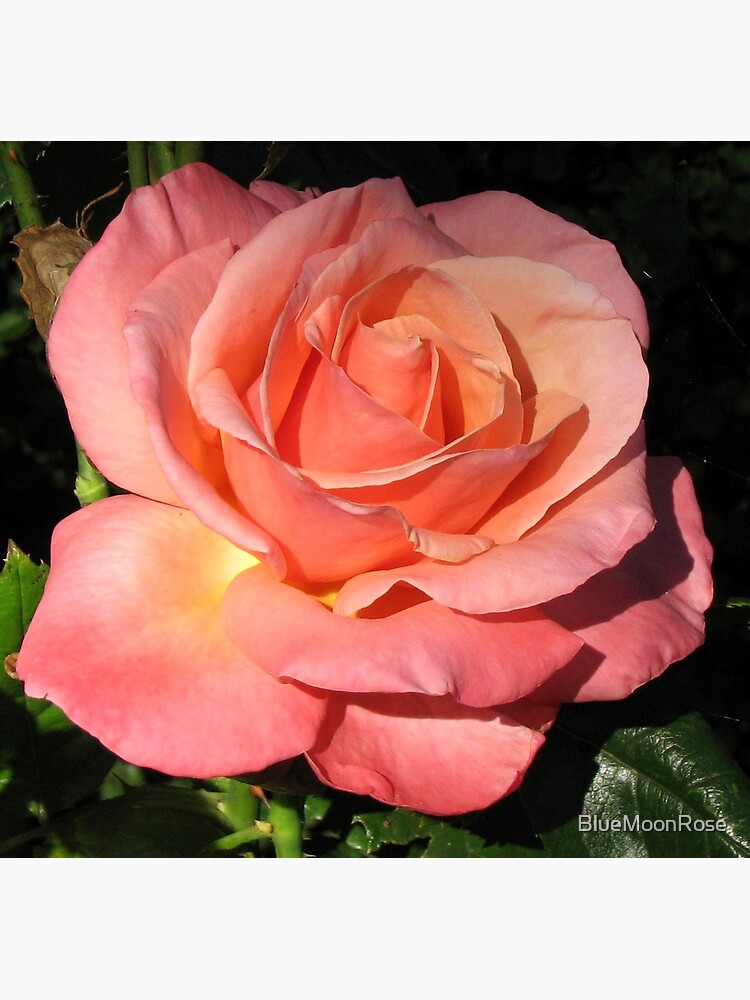 Rose Beautique: April 2016