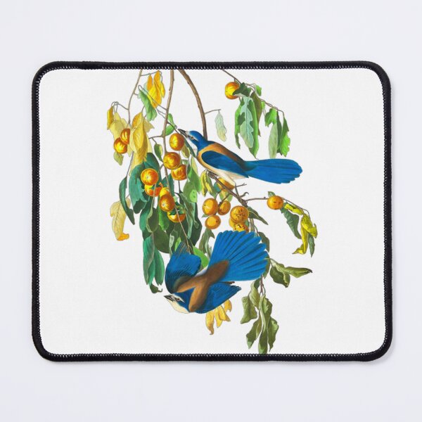 Item preview, John James Audubon Florida Jay designed and sold by Olivia-One.