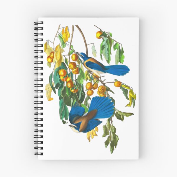 Item preview, John James Audubon Florida Jay designed and sold by Olivia-One.