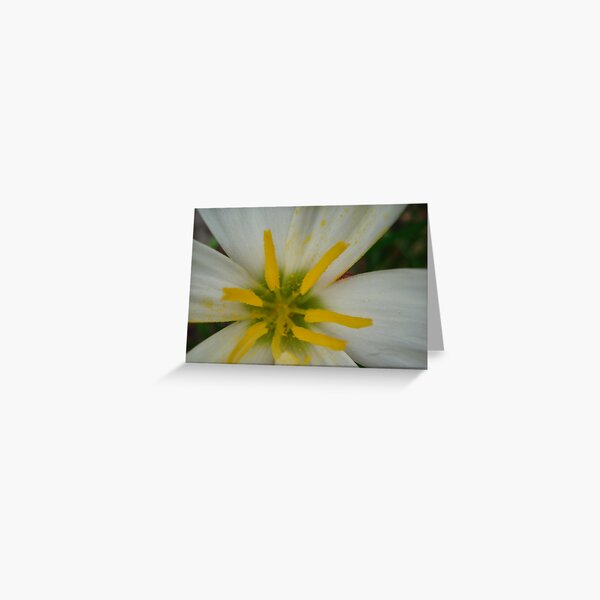 spring white flower Greeting Card