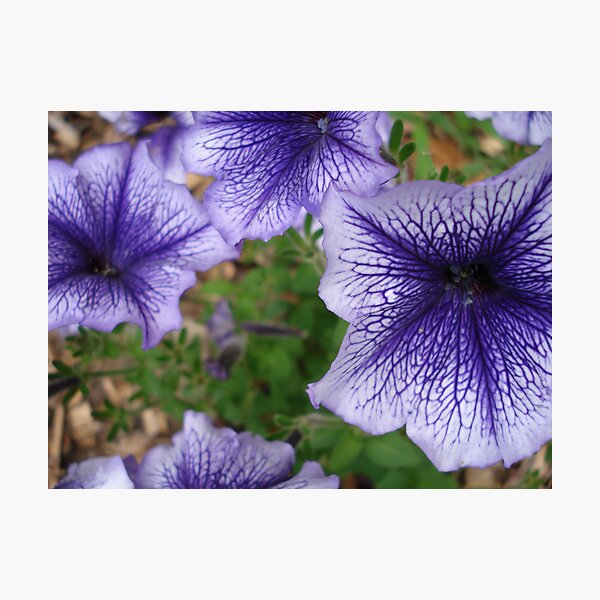 blue petunias Photographic Print