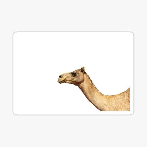 Item preview, camel portrait against white background designed and sold by stedata.