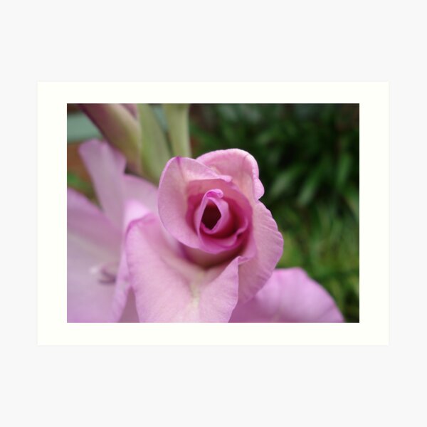 pink life 1 Art Print
