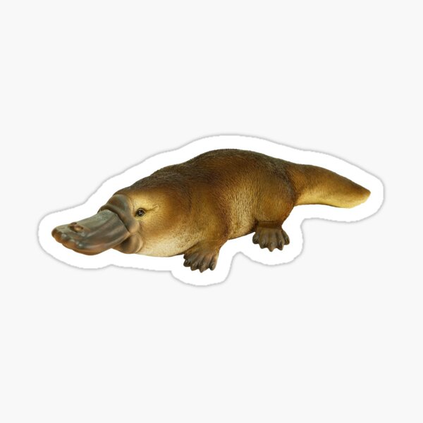 Duck Billed Platypus Stickers Redbubble