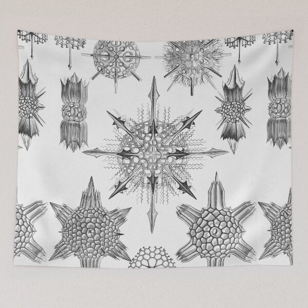 Item preview, Ernst Haeckel Coral Skeleton Forms of Nature Acanthophracta designed and sold by cutesy.
