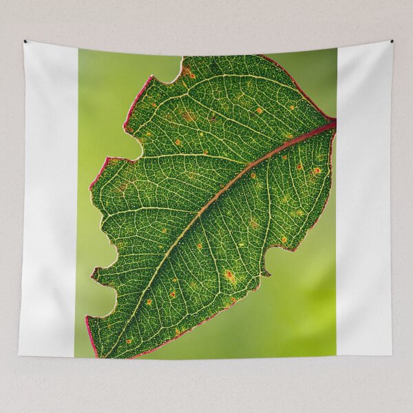 Item preview, Bright green leaf soaking in a ray of light designed and sold by Christopher Stephenson.