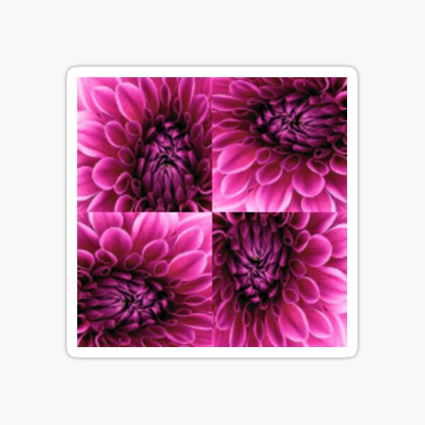 Item preview, Pink Flower Head Dahlia Pattern designed and sold by India2022.