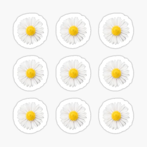 Item preview, White and yellow daisies realistic, garden flowers daisy designed and sold by StohlerPhotos.