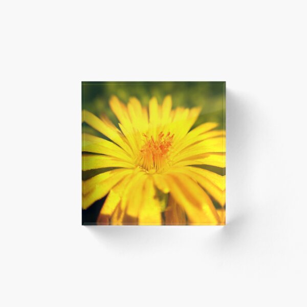 Item preview, Flor silvestre amarilla de Colorado designed and sold by Jenna Jade.