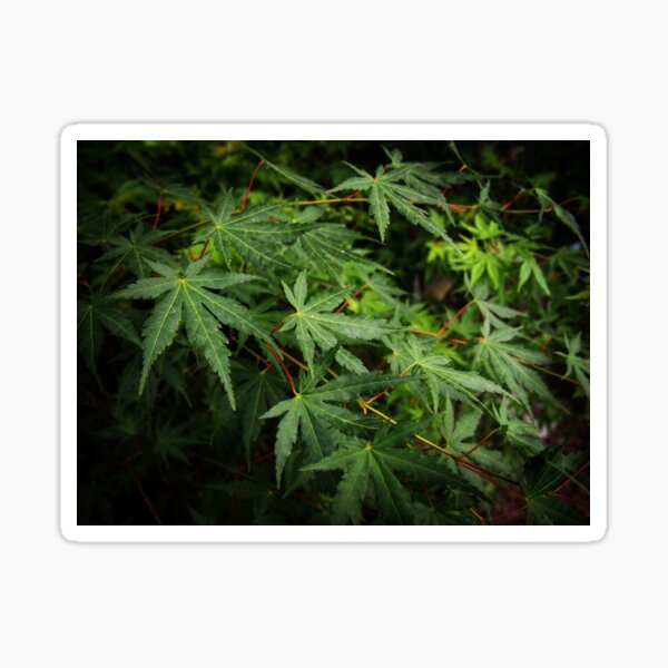 Japanese Maple Leaves in Spring Sticker