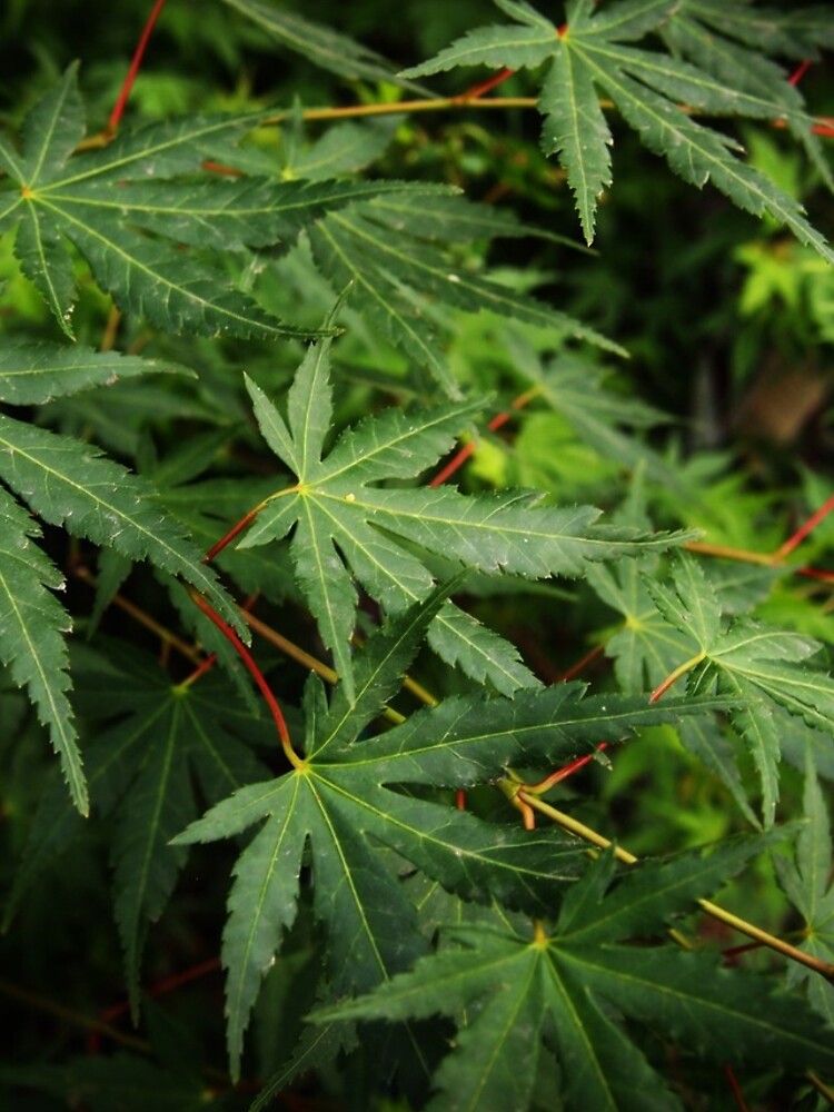 Japanese Maple Leaves in Spring by douglasewelch