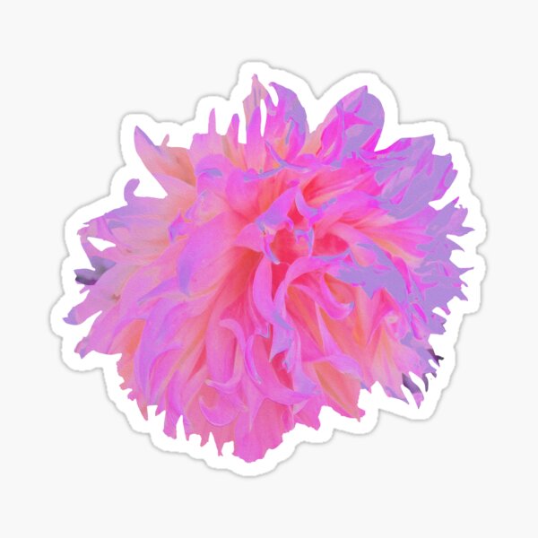 Item preview, Elegant Hot Pink and Magenta Decorative Dahlia on Lavender designed and sold by myrubiogarden.