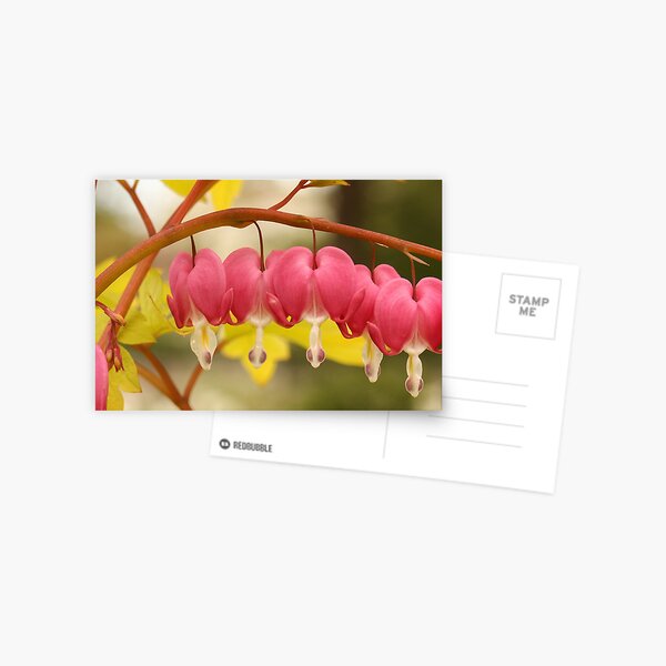 Item preview, Beautiful Bleeding Heart Flowers designed and sold by Gary Horner.