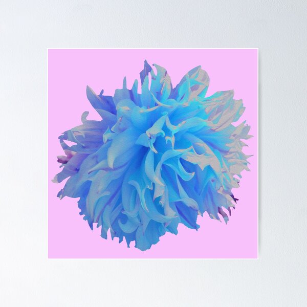 Elegant Blue Decorative Dahlia Flower on Pink Poster