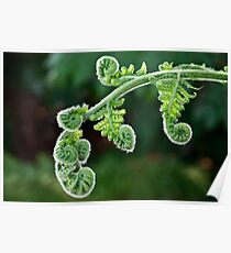 Unfurling fern Poster