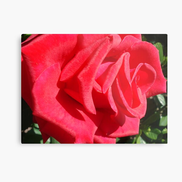 red rose Metal Print