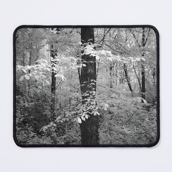 Item preview, Wych elm dressed in white. Infrared bw photography designed and sold by Jouko Lehto Photography.