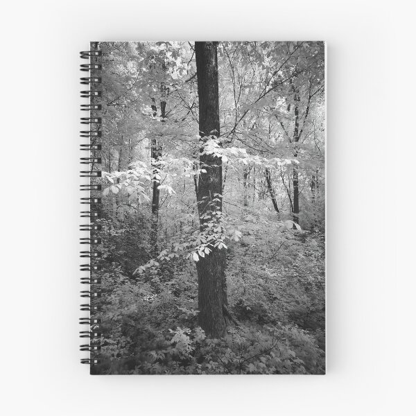 Item preview, Wych elm dressed in white. Infrared bw photography designed and sold by Jouko Lehto Photography.