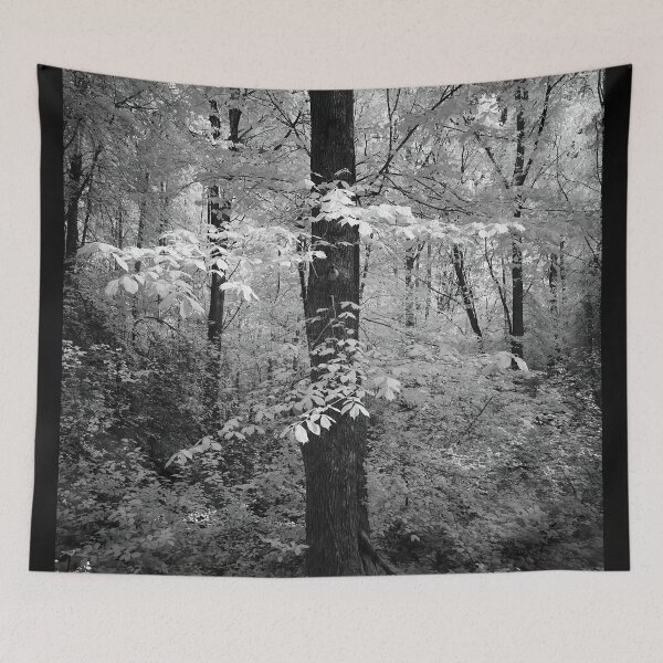 Item preview, Wych elm dressed in white. Infrared bw photography designed and sold by Jouko Lehto Photography.