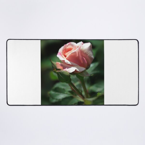 Item preview, Pink rose on nature background designed and sold by olena2552.
