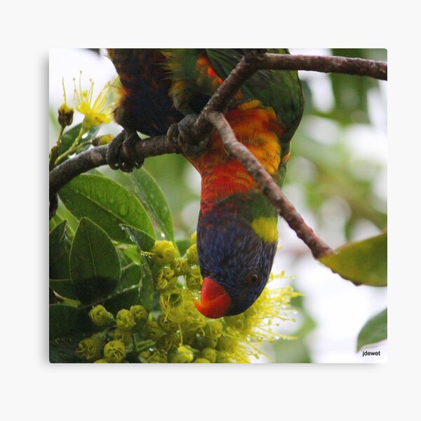 hang in there! Canvas Print