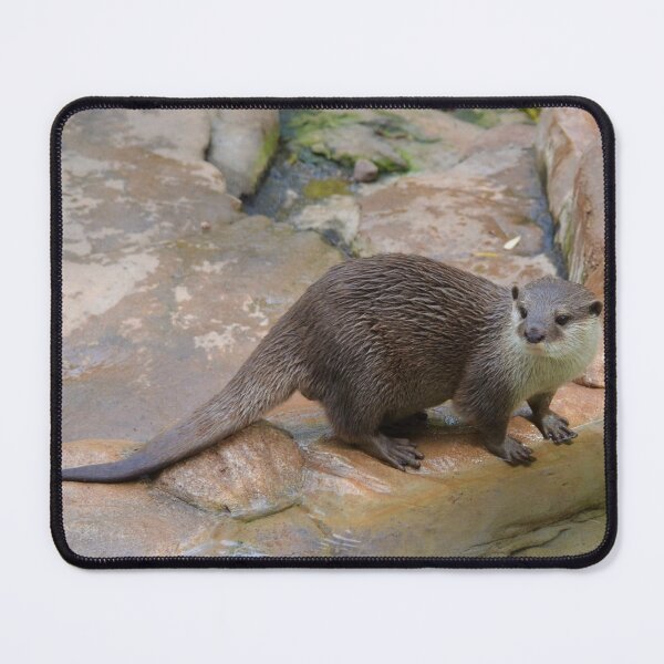 Item preview, Otter! Sea / River Otter designed and sold by bayberrygal.