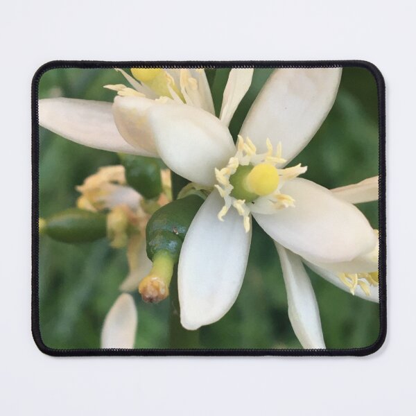 Item preview, Persian Lime Blossoms  designed and sold by NimsNature.