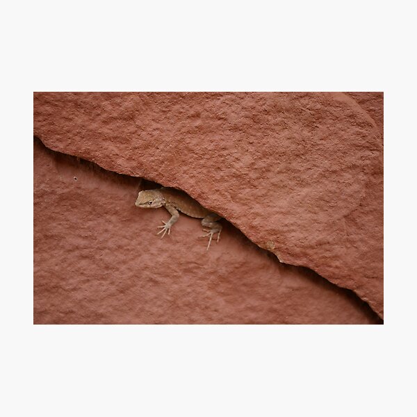 Lizard in Rock Crevice Photographic Print