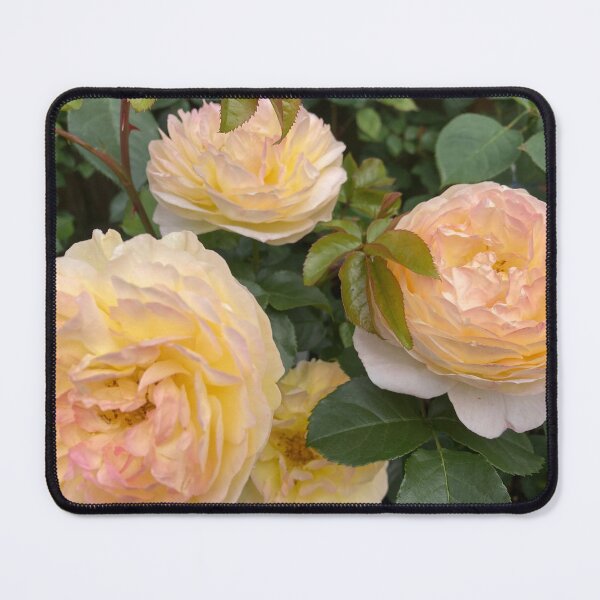 Item preview, Blush Rose designed and sold by OByD.