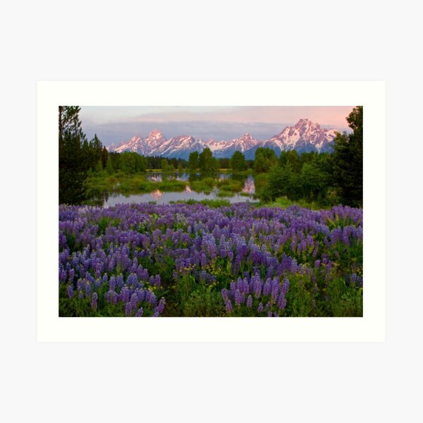 Field of Lupine and the Tetons Art Print