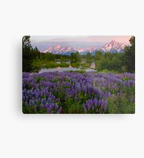 Field of Lupine and the Tetons Metal Print